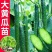 黄瓜应季新鲜带刺黄瓜生吃现摘农家蔬菜批发特价当季黄瓜