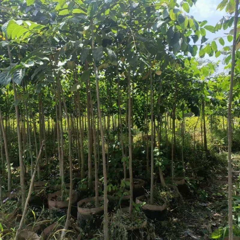 原生火焰木苗规格齐全电话联系诚信经营