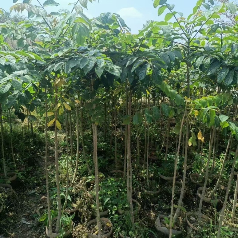 原生火焰木苗规格齐全电话联系诚信经营