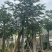 南洋楹15-16-17-18-19-20分典话联系