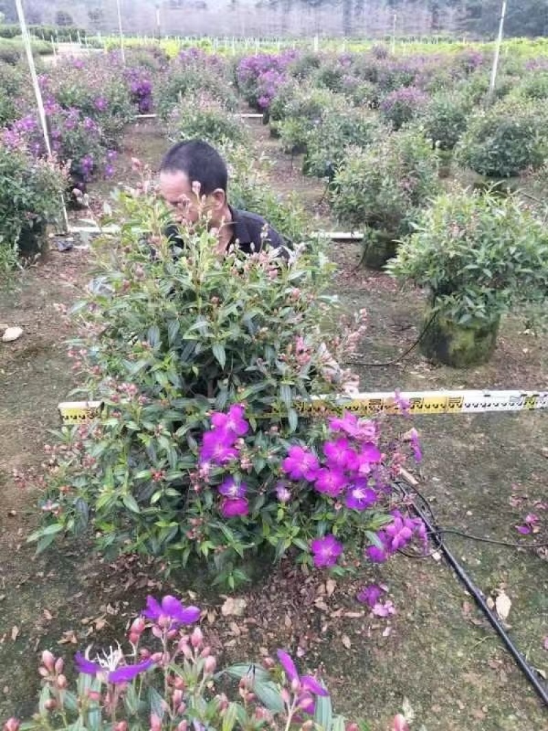 牡丹球野牡丹球价格实惠电话联系