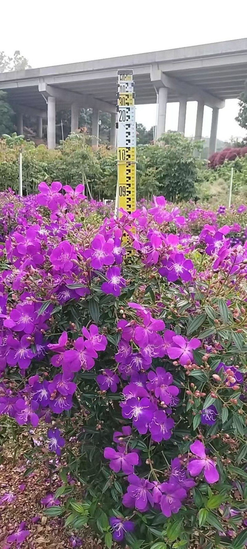 牡丹球野牡丹球价格实惠电话联系