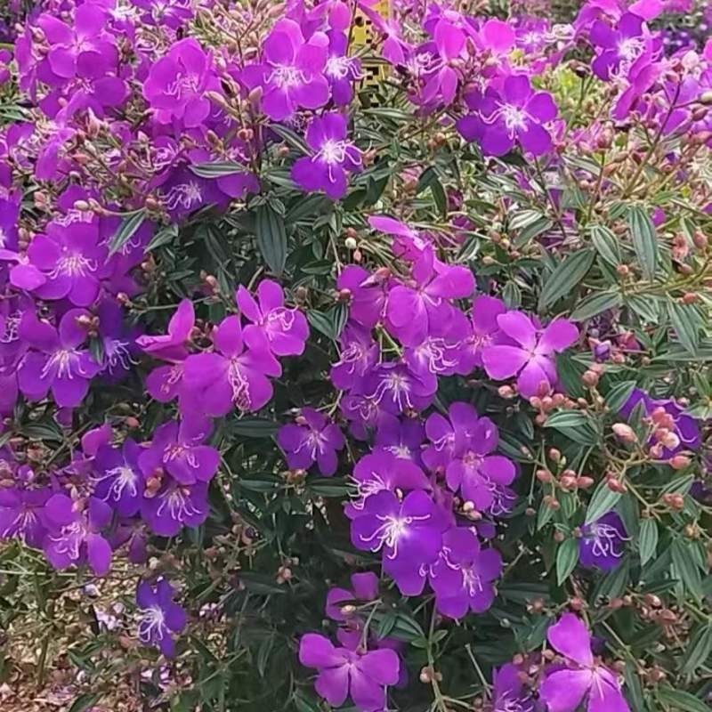 牡丹球野牡丹球价格实惠电话联系