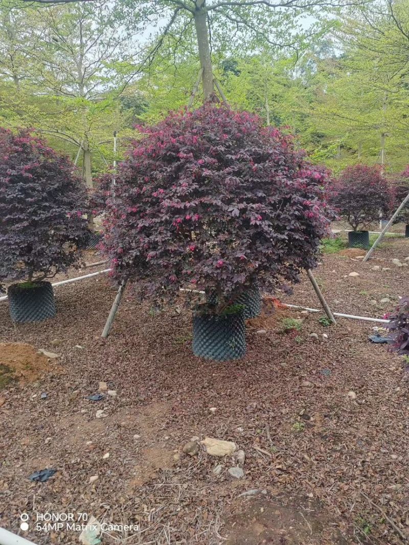 红继木球规格齐全电话联系诚信经营价格实惠