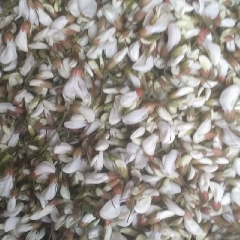 洋槐花苞，甘肃陇南大山里的新鲜的，顺丰快递，送货上门。