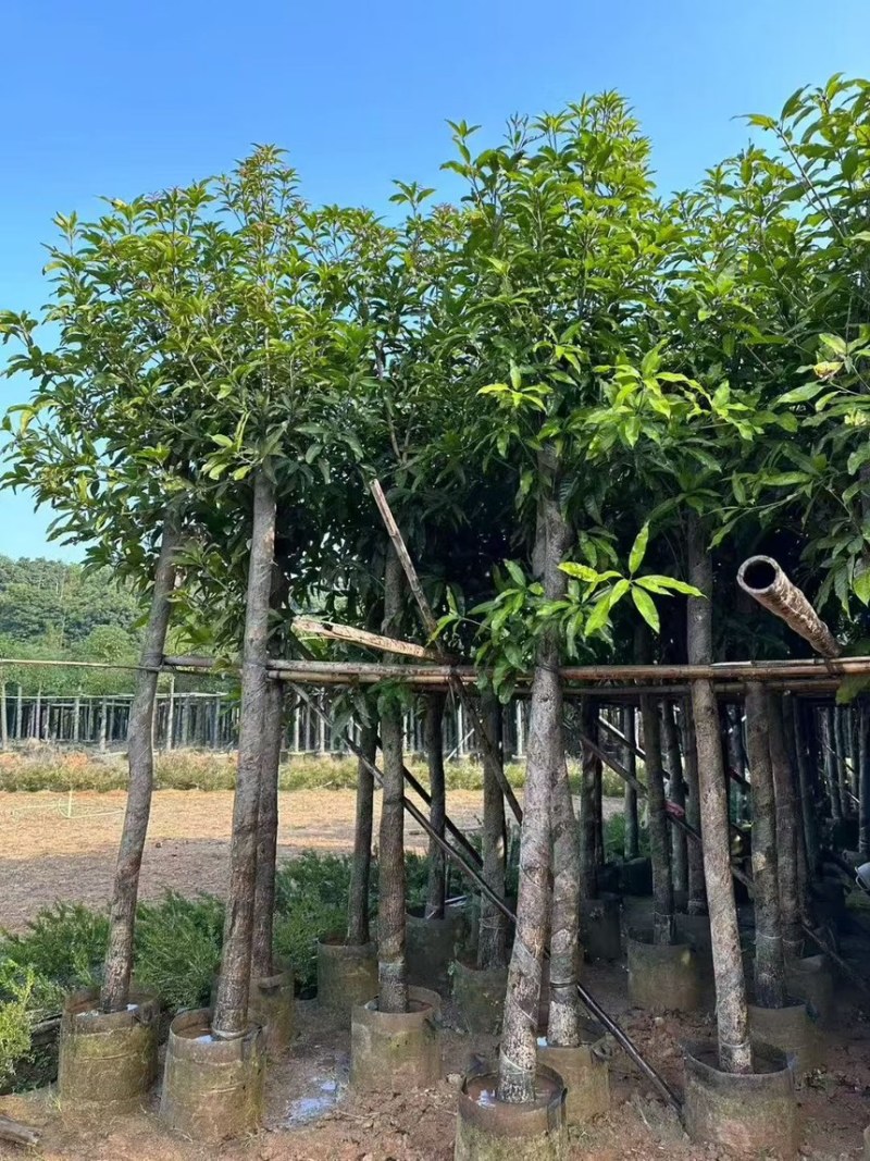 芒果树5-12分规格齐全价格实惠电话联系