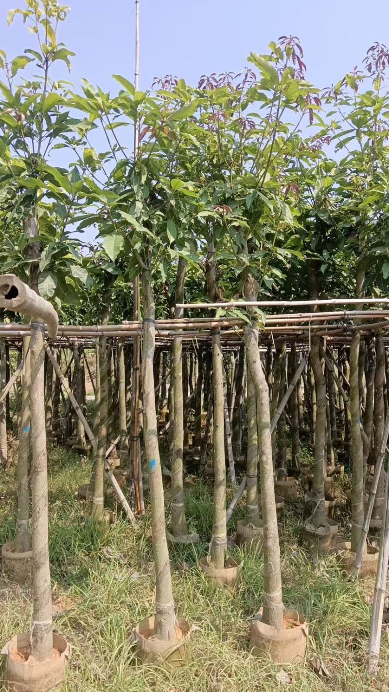 芒果树5-12分规格齐全价格实惠电话联系