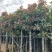 芒果树5-12分规格齐全价格实惠电话联系