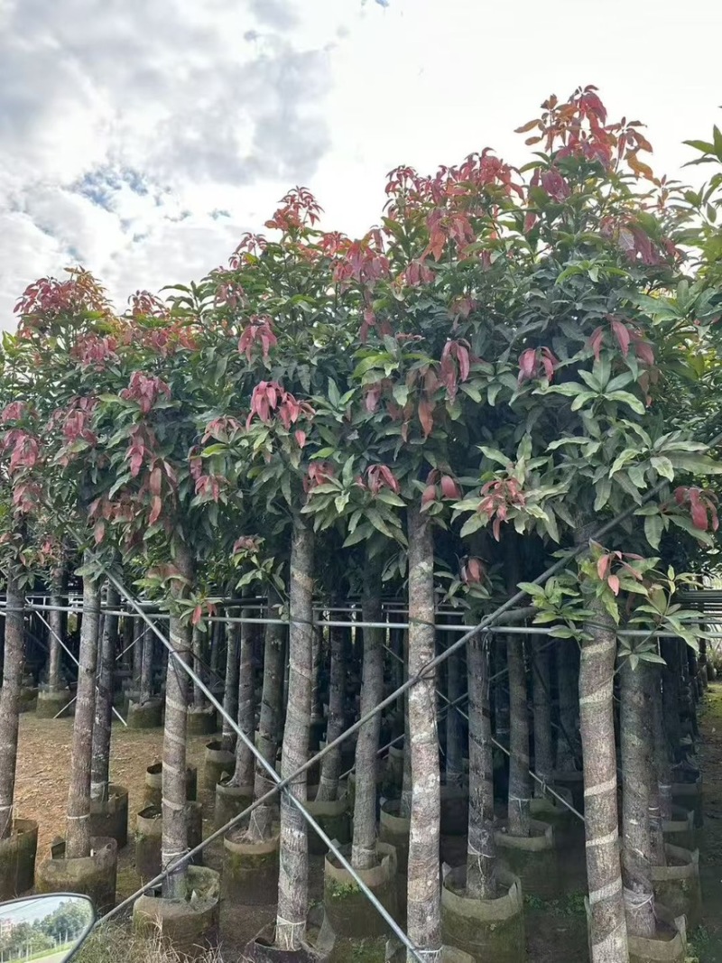 芒果树5-12分规格齐全价格实惠电话联系