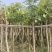 芒果树5-12分规格齐全价格实惠电话联系