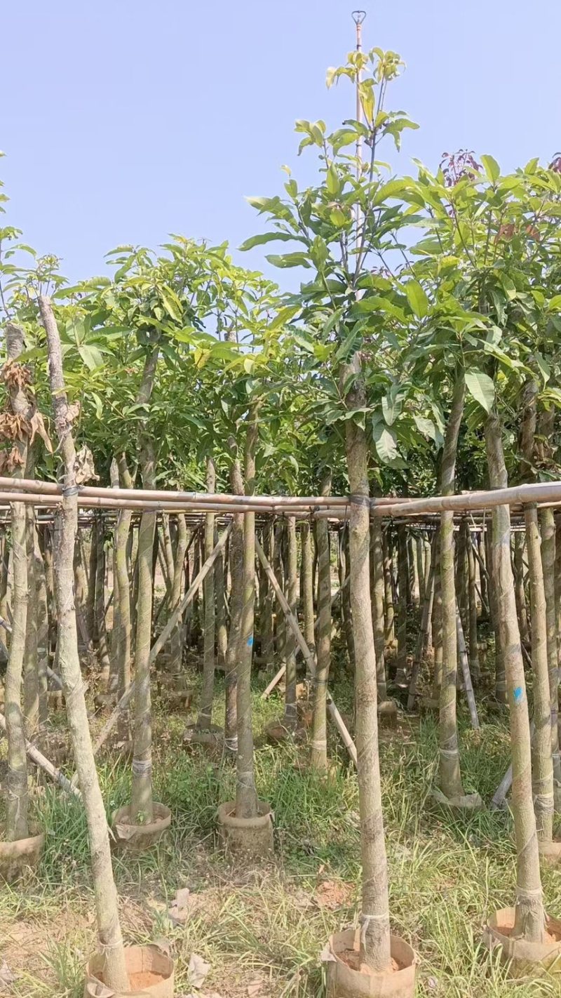 芒果树5-12分规格齐全价格实惠电话联系
