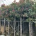芒果树5-12分规格齐全价格实惠电话联系
