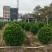 非洲茉莉球规格齐全电话联系价格实惠量大