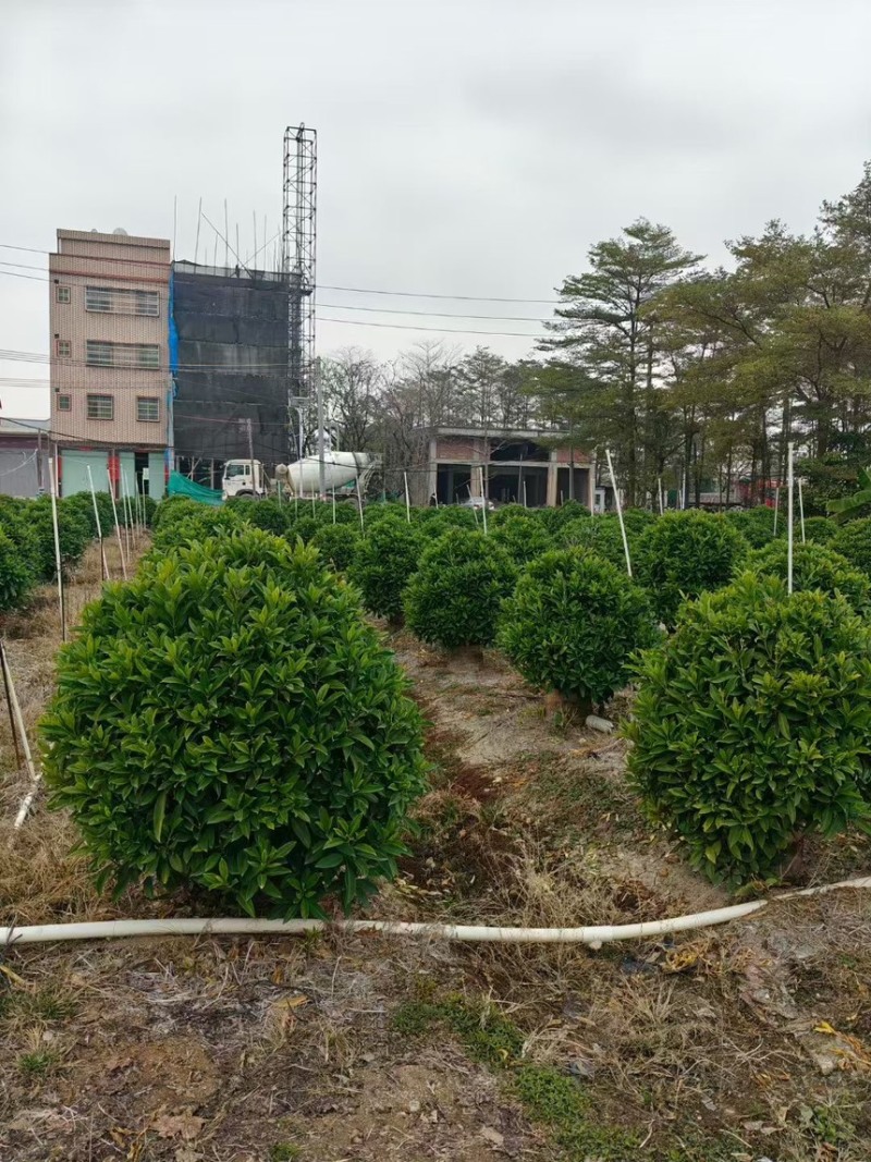 非洲茉莉球规格齐全电话联系价格实惠量大