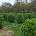 非洲茉莉球规格齐全电话联系价格实惠量大