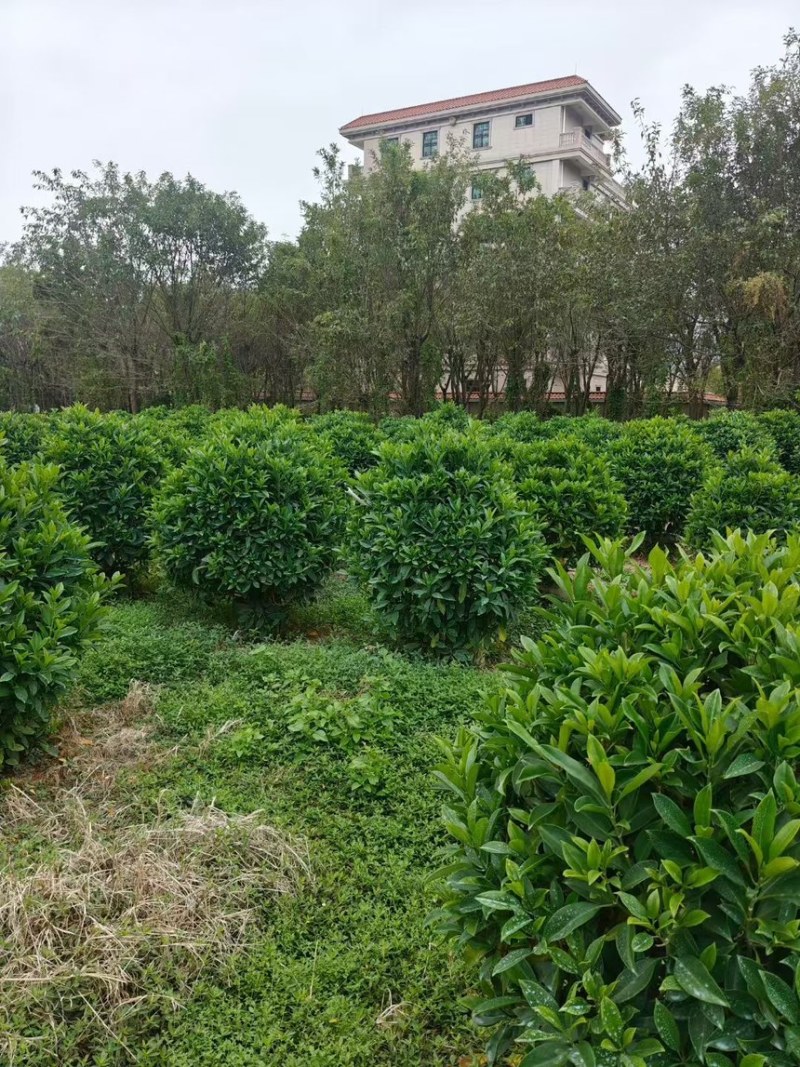 非洲茉莉球规格齐全电话联系价格实惠量大