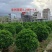 非洲茉莉球规格齐全电话联系价格实惠量大