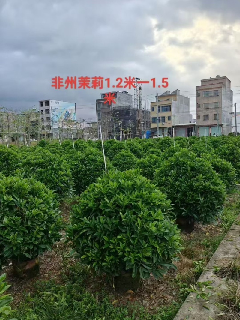 非洲茉莉球规格齐全电话联系价格实惠量大