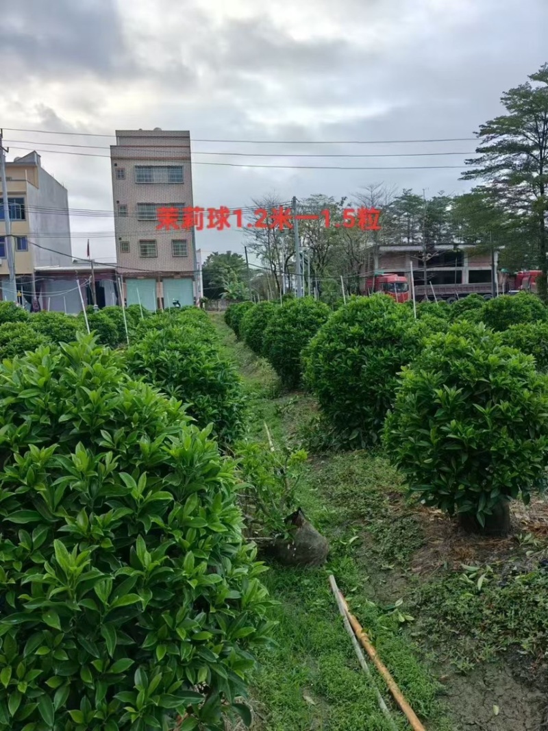 非洲茉莉球规格齐全电话联系价格实惠量大