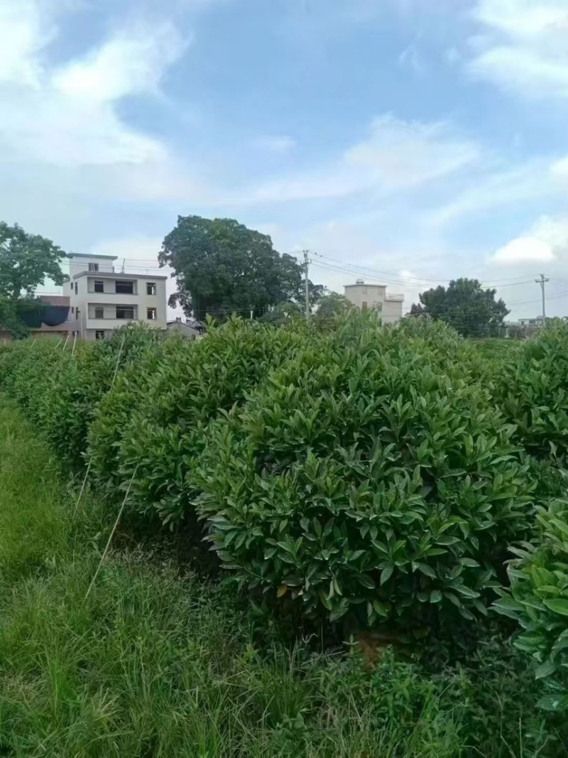 非洲茉莉球规格齐全电话联系价格实惠量大
