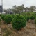 非洲茉莉球规格齐全电话联系价格实惠量大