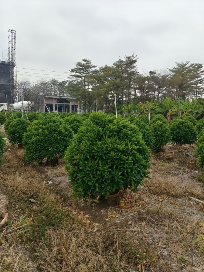 非洲茉莉球规格齐全电话联系价格实惠量大