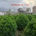 非洲茉莉球规格齐全电话联系价格实惠量大