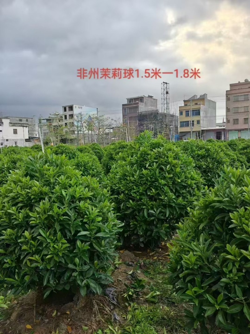 非洲茉莉球规格齐全电话联系价格实惠量大