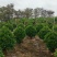 非洲茉莉球规格齐全电话联系价格实惠量大