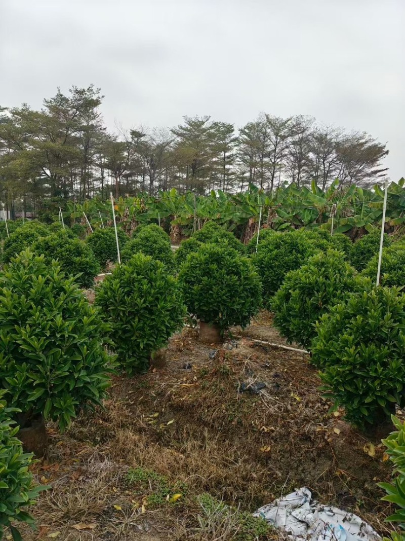 非洲茉莉球规格齐全电话联系价格实惠量大