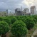 非洲茉莉球规格齐全电话联系价格实惠量大