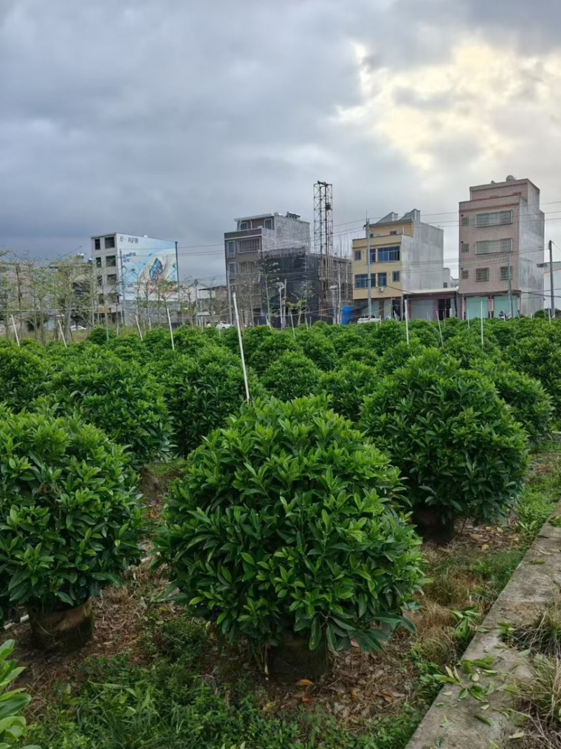 非洲茉莉球规格齐全电话联系价格实惠量大