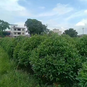 非洲茉莉球规格齐全电话联系价格实惠量大