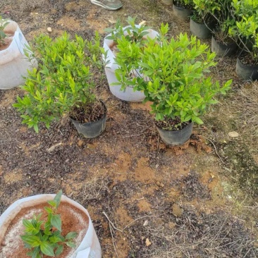 毛杜鹃苗量大价格实惠电话联系规格齐全