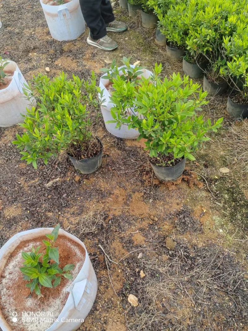 毛杜鹃苗量大价格实惠电话联系规格齐全