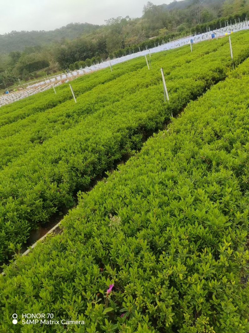 毛杜鹃苗量大价格实惠电话联系规格齐全