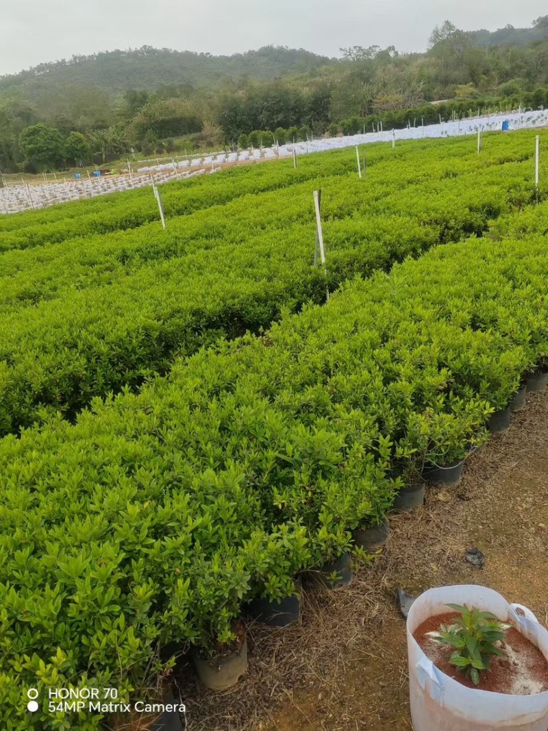 毛杜鹃苗量大价格实惠电话联系规格齐全