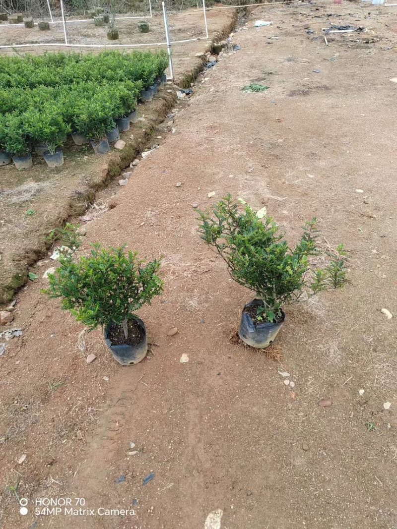 胡椒木十斤袋量大电话联系价格实惠