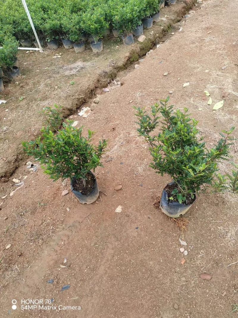 胡椒木十斤袋量大电话联系价格实惠