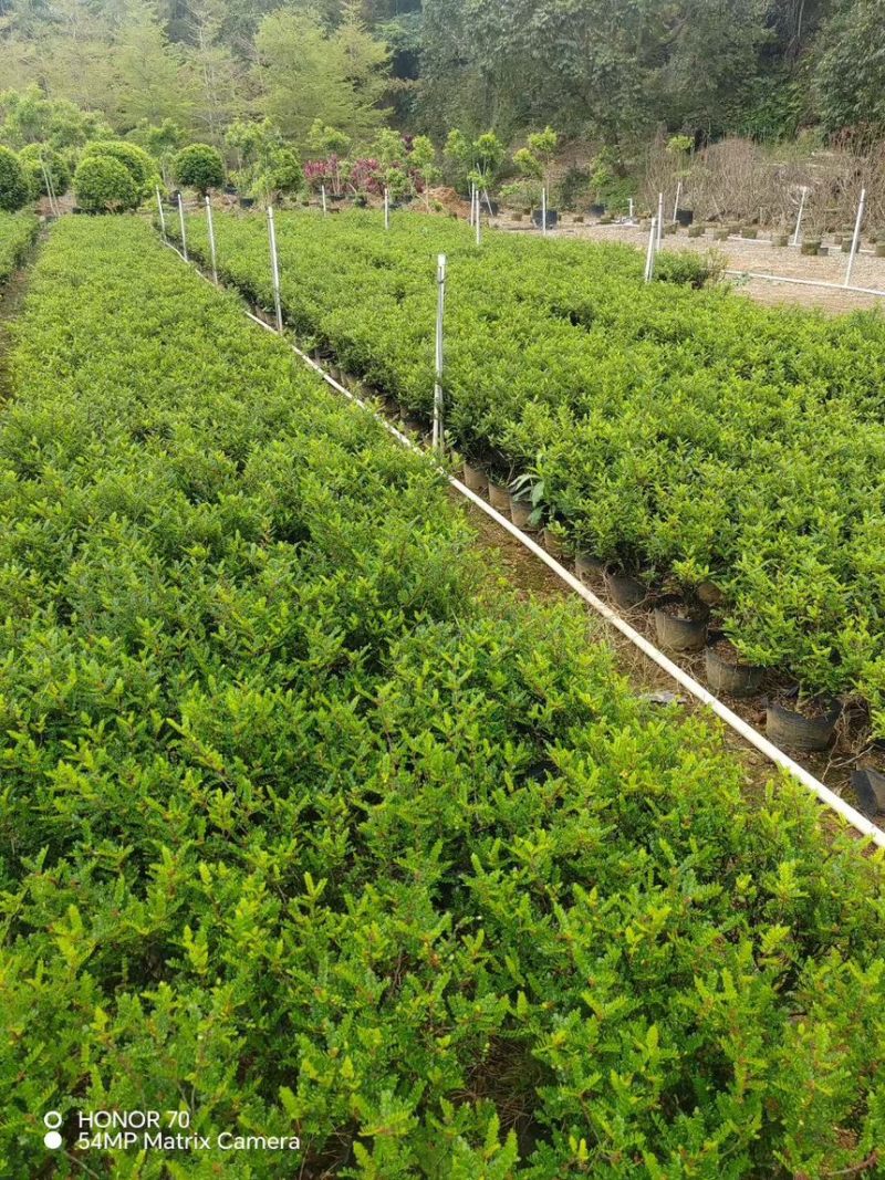 胡椒木十斤袋量大电话联系价格实惠
