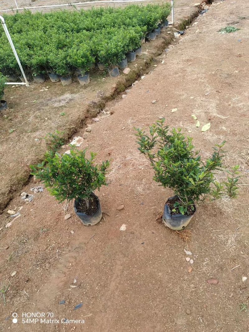 胡椒木十斤袋量大电话联系价格实惠