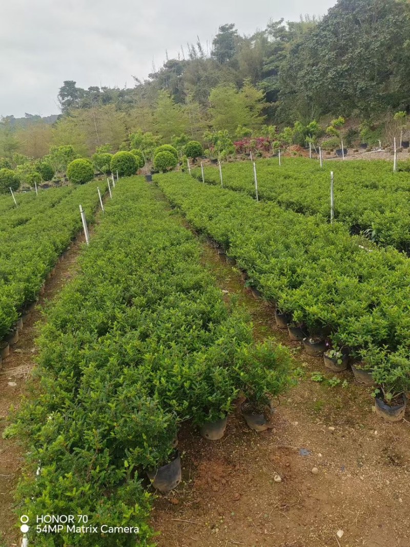 胡椒木十斤袋量大电话联系价格实惠