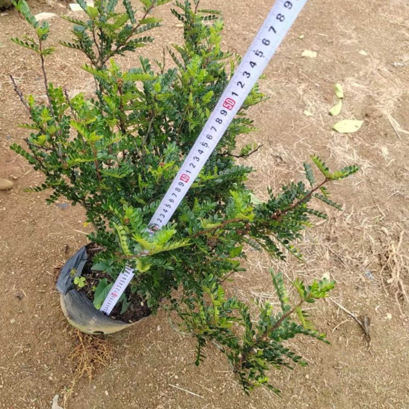 胡椒木十斤袋量大电话联系价格实惠