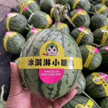 【实力推荐】山东产地货源冰淇淋小糖丸西瓜，2k，皮薄多汁