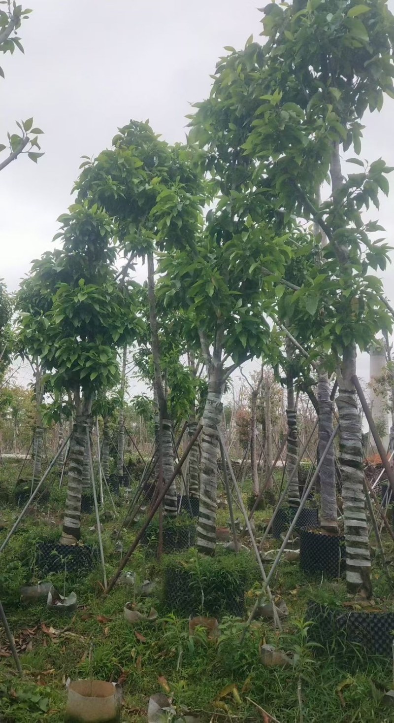 白玉兰15分量大电话联系价格实惠诚信经营