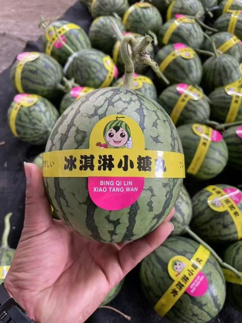 冰淇淋小糖丸西瓜，小吊瓜大量有货，诚信代办，保质保量
