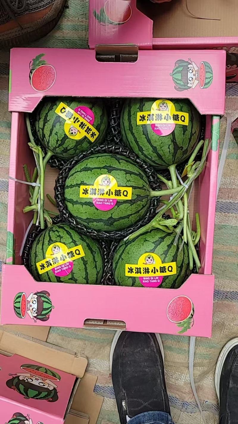冰淇淋小糖丸西瓜，小吊瓜大量有货，诚信代办，保质保量