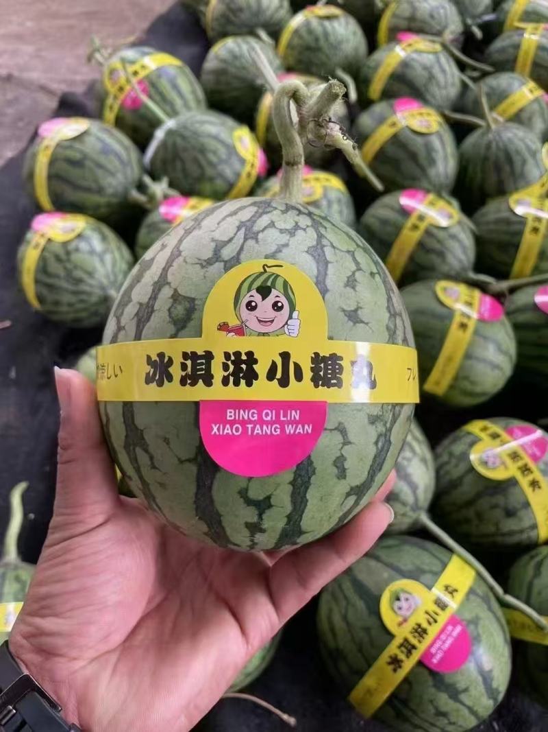 冰淇淋小糖丸西瓜，小吊瓜大量有货，诚信代办，保质保量