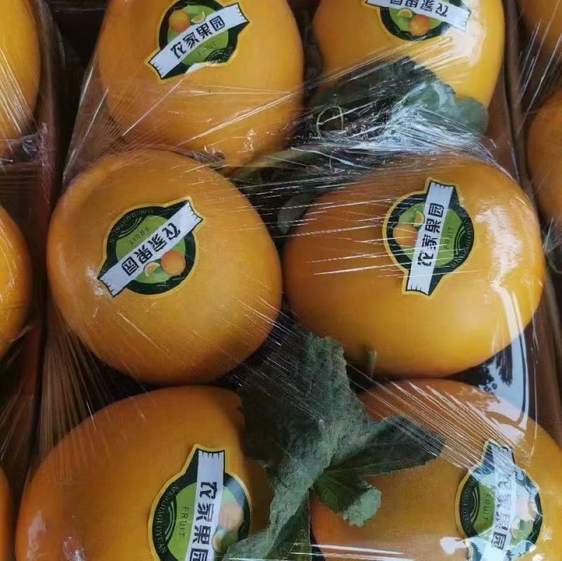 精品山东甜瓜，久红瑞蜜瓜大量供应，新鲜采摘，诚信经营