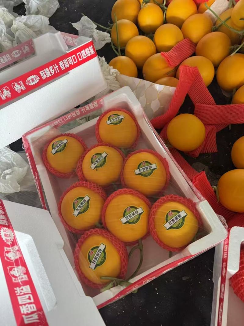 精品山东甜瓜，久红瑞蜜瓜大量供应，新鲜采摘，诚信经营